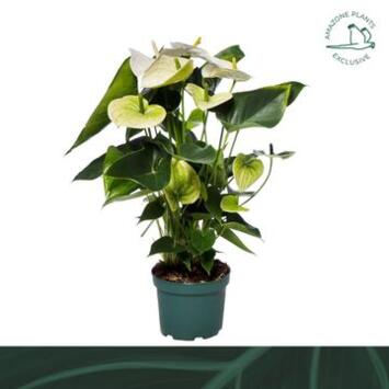 image ANTHURIUM ANDREANUM BLANC