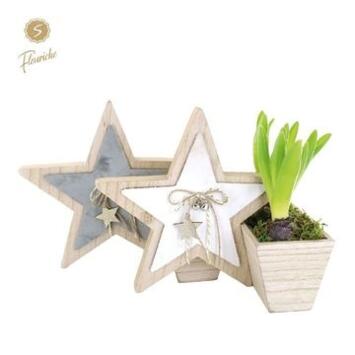 image JACINTHE X1 DECO ETOILE