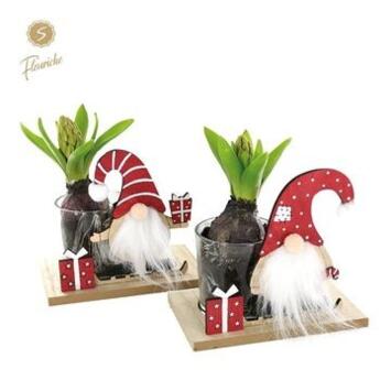 image JACINTHE X1 DECO NOEL