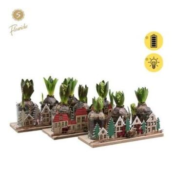 image JACINTHE X3 DECO BOIS