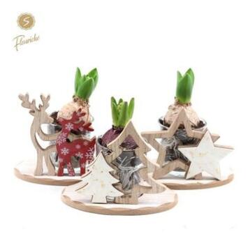 image JACINTHE X1 DECO NOEL