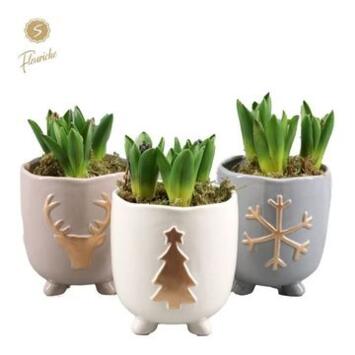 image JACINTHE X3 CERAM