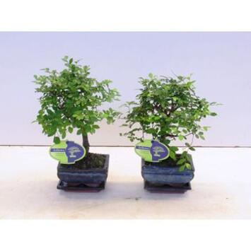 image BONSAI CERAM