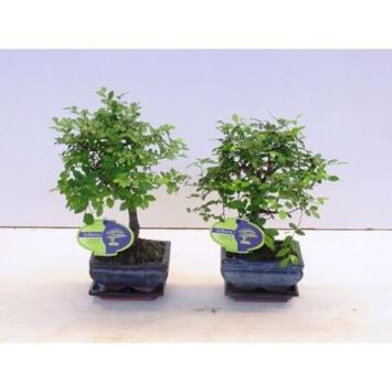 image BONSAI CERAM