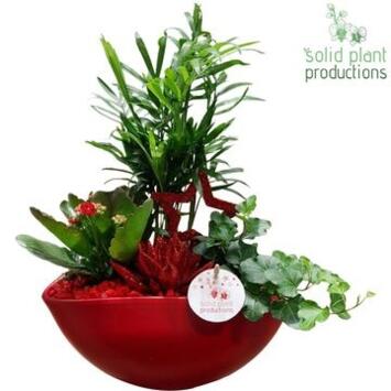 image COMPO 3 PLANTES DECO ROUGE