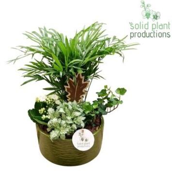 image COMPO 4 PLANTES COUPE CERAM