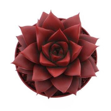image ECHEVERIA TEINTE ROUGE