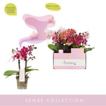 image PHALAENOPSIS 2BR MF VARIE