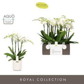 image PHALAENOPSIS 4BR BLANC CERAM