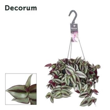 image TRADESCANTIA VIOLET HILL