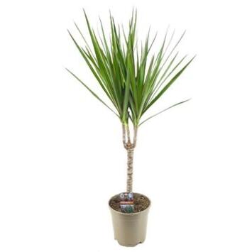 image DRACAENA MARGINATA TIGE