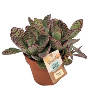 image KALANCHOE HUMILIS PERDIZ