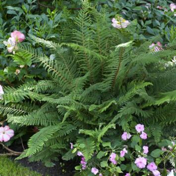 image POLYSTICHUM POLYBLEPHARUM BQ10