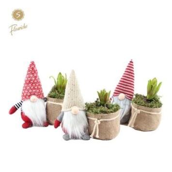 image JACINTHE X1 SAC PERE NOEL