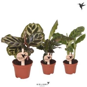 image CALATHEA VARIE