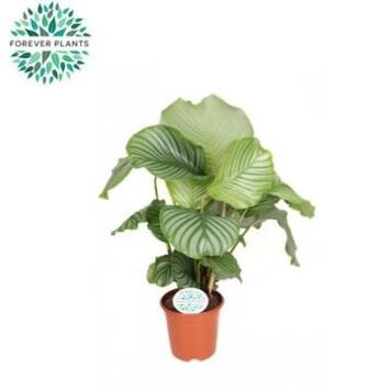image CALATHEA ORBIFOLIA