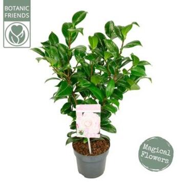 image CAMELLIA JAPONICA ROSE