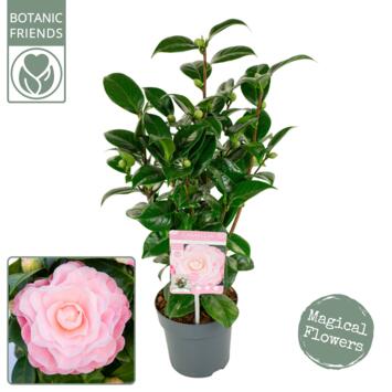 image CAMELLIA JAPONICA ROSE