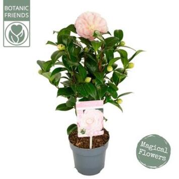 image CAMELLIA JAPONICA ROSE