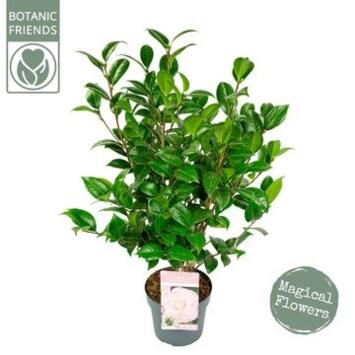 image CAMELLIA JAPONICA ROSE