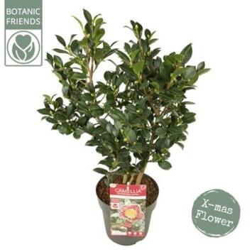 image CAMELLIA SASANQUA