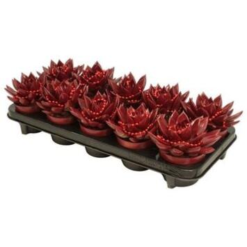 image ECHEVERIA TEINTE ROUGE PERLE