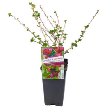 image GROSEILLER A MAQUEREAU HINNONMAKI ROUGE