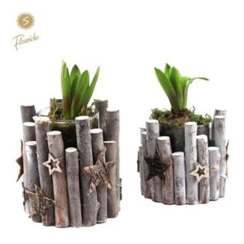 image JACINTHE X1 BOIS DECO NOEL