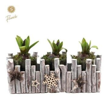 image JACINTHE X3 BOIS DECO NOEL