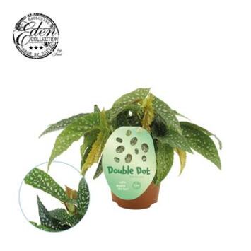 image BEGONIA DOUBLE DOT
