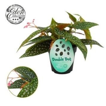 image BEGONIA DOUBLE DOT