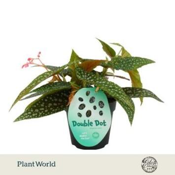 image BEGONIA DOUBLE DOT