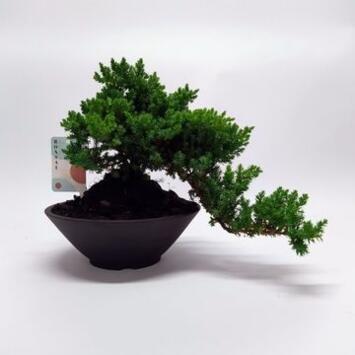 image BONSAI JUNIPERUS CERAM