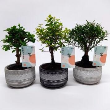 image BONSAI CERAM