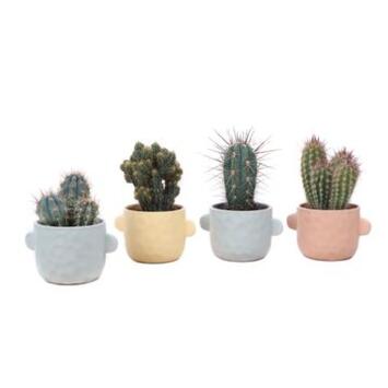 image CACTUS CERAM