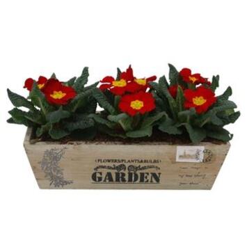 image PRIMEVERE ACAULIS X3 JARD BOIS