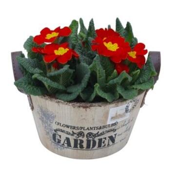 image PRIMEVERE ACAULIS X3 VANNERIE