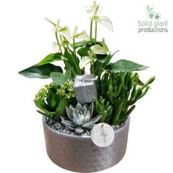 image COMPO 4 PLANTES ARGENTE CERAM