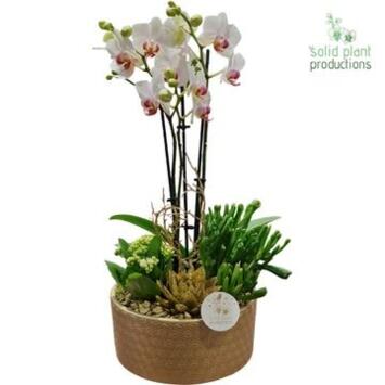 image COMPO 4 PLANTES OR CERAM