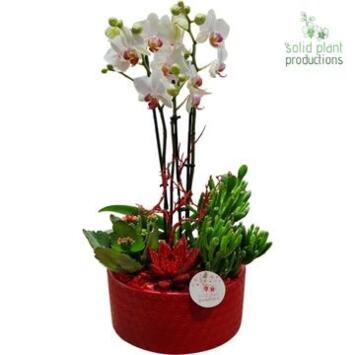 image COMPO 4 PLANTES ROUGE CERAM