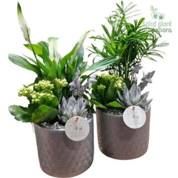 image COMPO 3 PLANTES ARGENTE CERAM