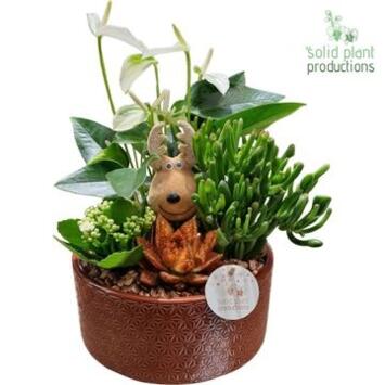 image COMPO 4 PLANTES ROUGE CERAM