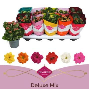 image KALANCHOE FL DBLE