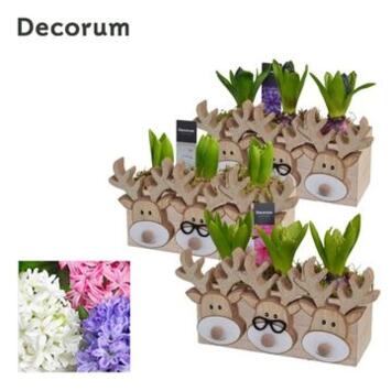 image JACINTHE X3 JARD BOIS