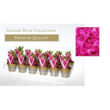 image JACINTHE ROUGE 1PP P OR