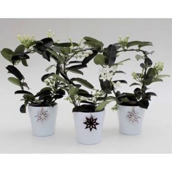 image STEPHANOTIS ARCEAU CERAM