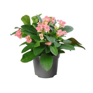 image EUPHORBIA MILII ROSE