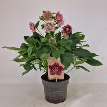 image HELLEBORE ORIENTALIS FL DBLE