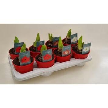 image AMARYLLIS 2TIGES VARIEE P ROUGE