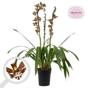 image CYMBIDIUM 3/4BR MAGIC CHOCOLAT